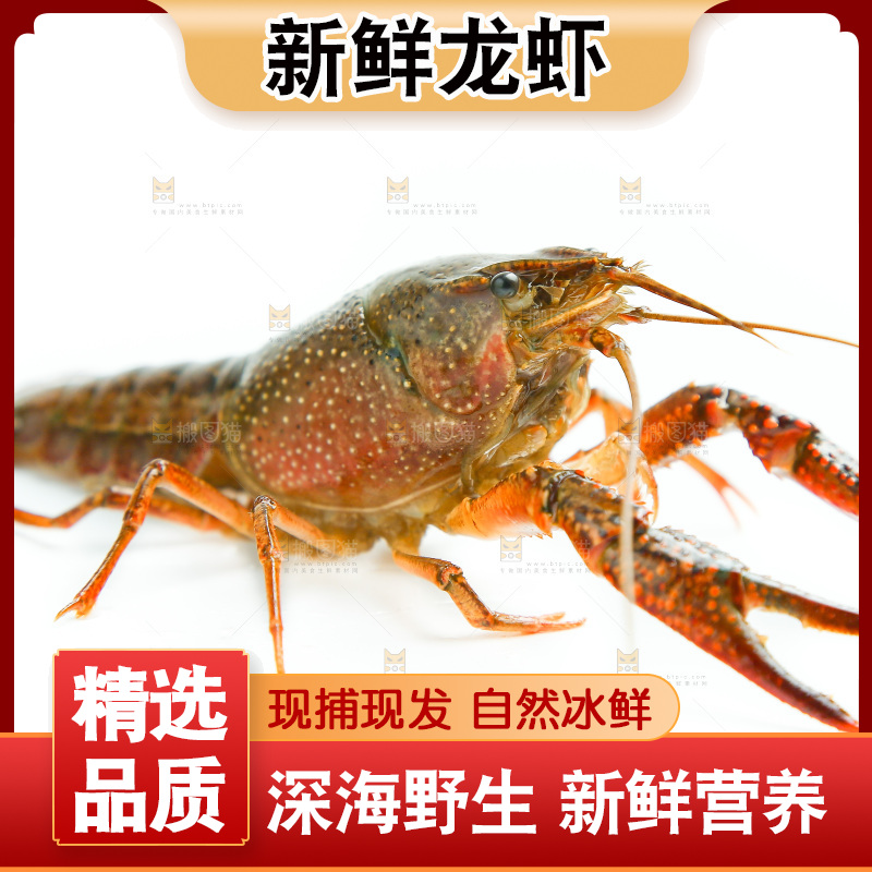 白底上放着一只虾