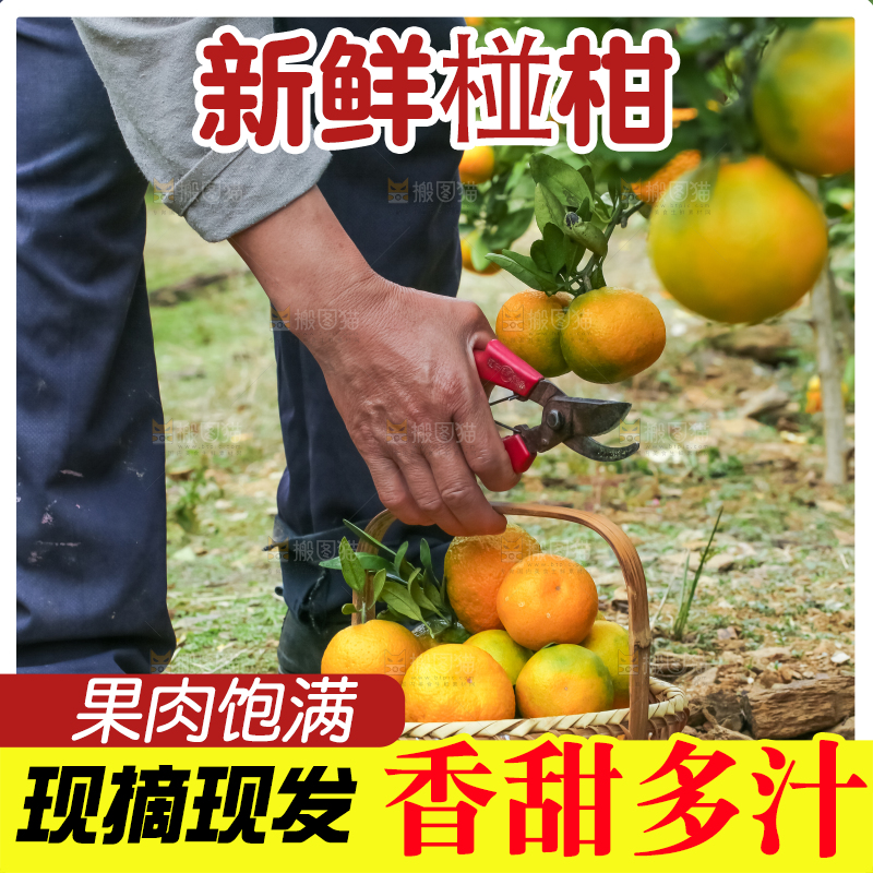 果园里的橘子