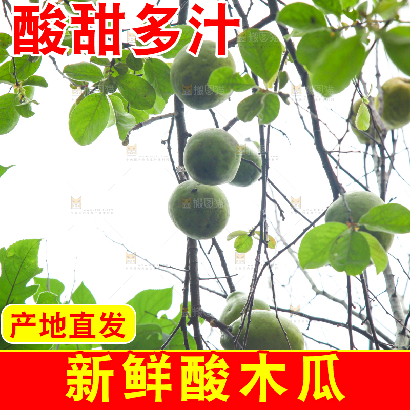 树上挂着酸木瓜