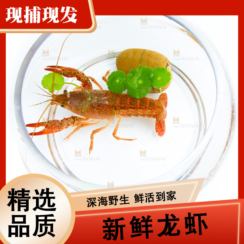 白底上的水缸里放着一只龙虾