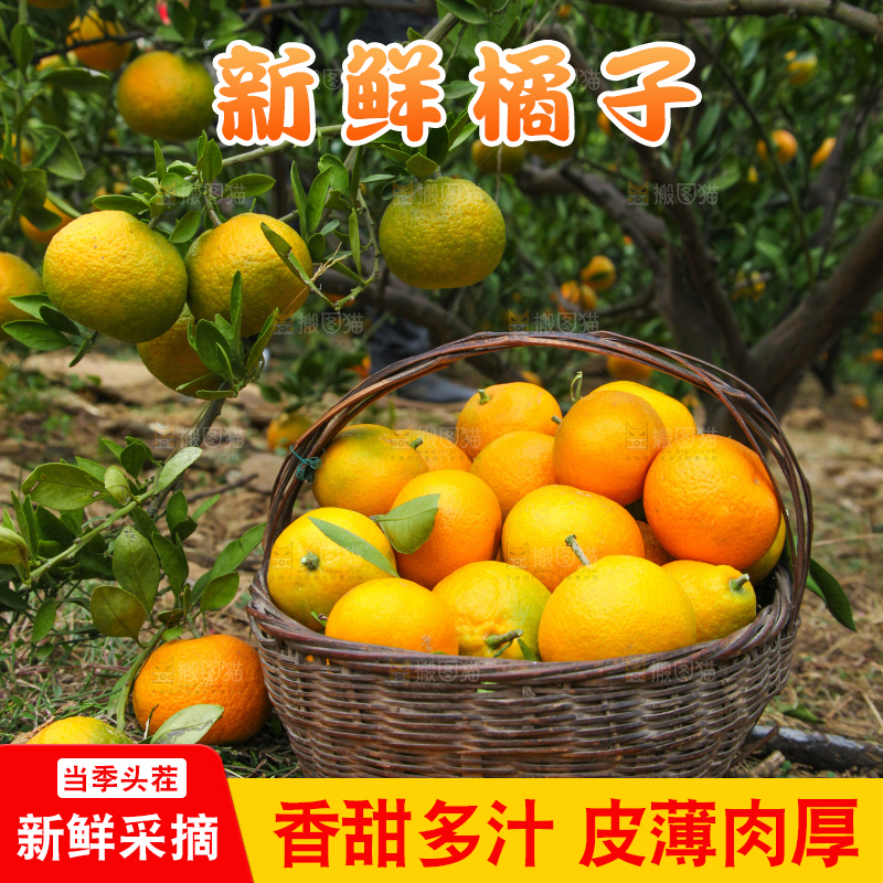 橘子种植基地