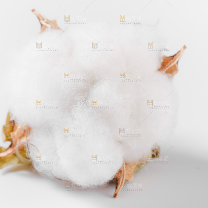 白底上的棉花