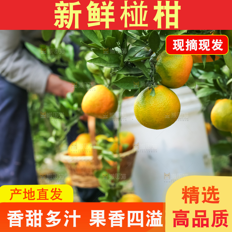 果园里的橘子