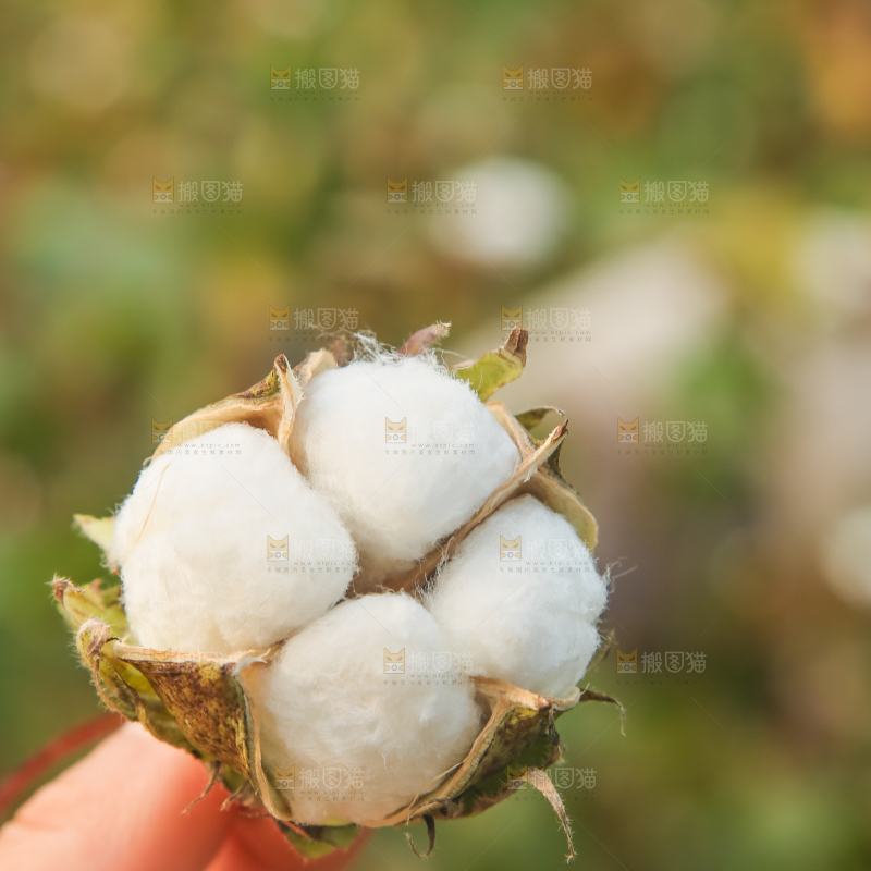 手里拿着棉花