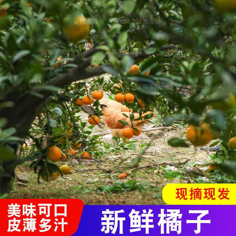 橘子种植基地