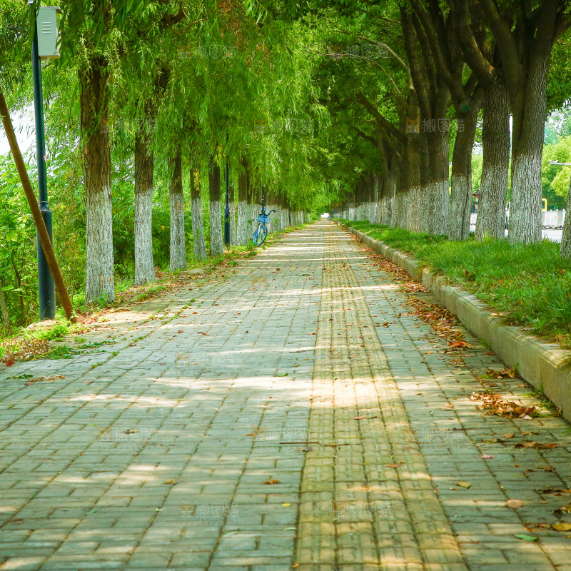 一条绿荫小路