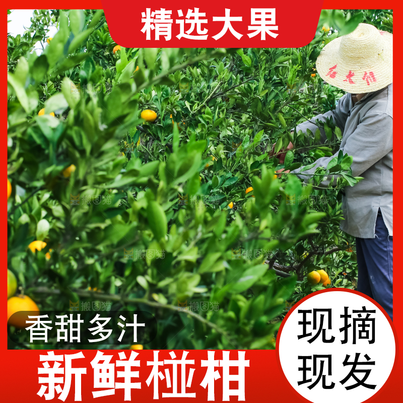 农民正在摘橘子