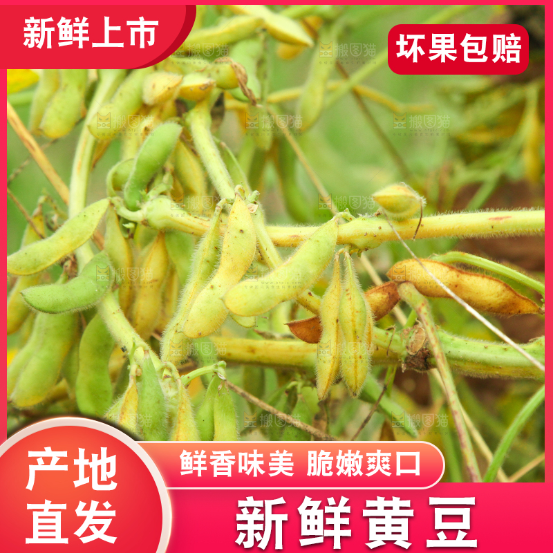 田里的黄豆