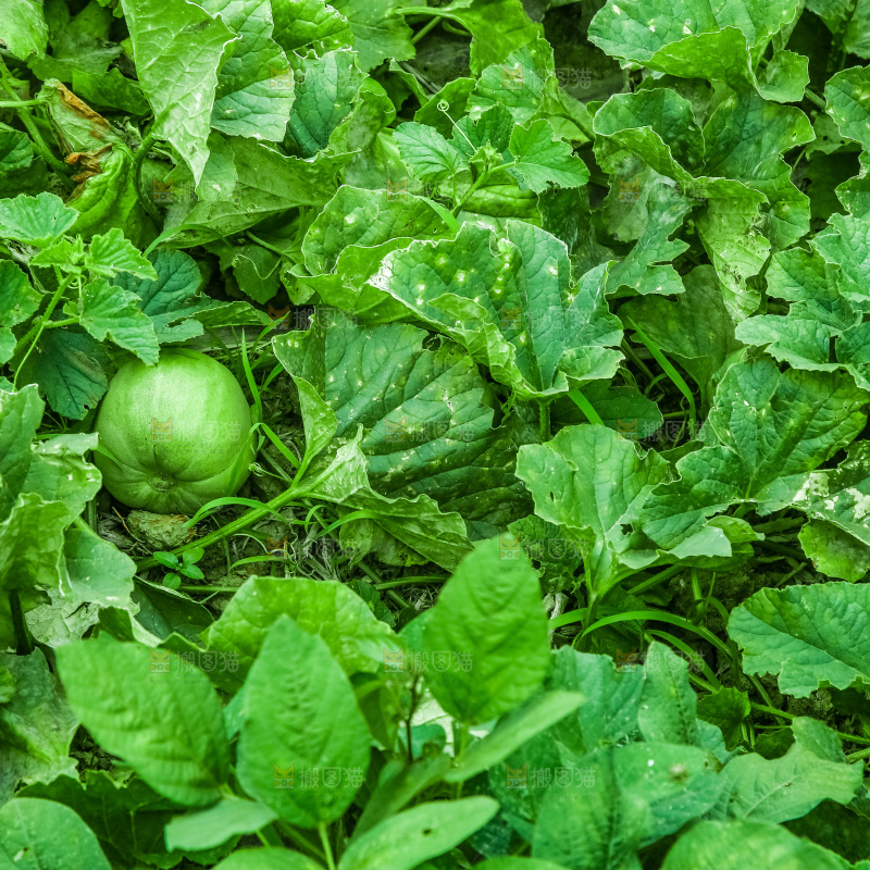 农田里种植的香瓜