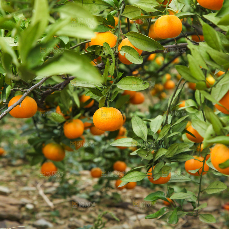 橘子种植基地
