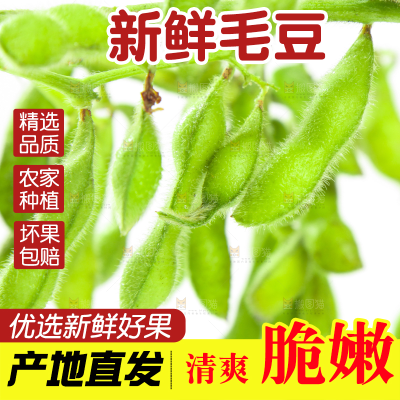 白底上的毛豆