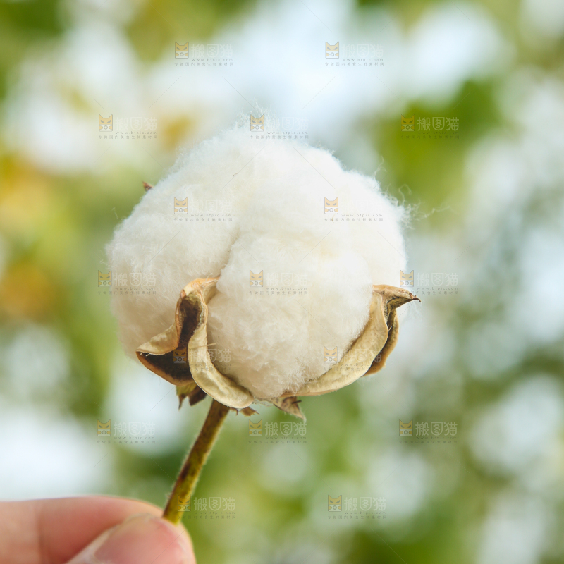 手里拿着棉花