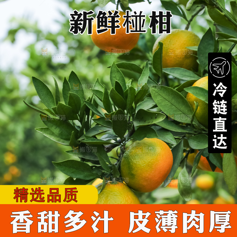 树上结着椪柑橘