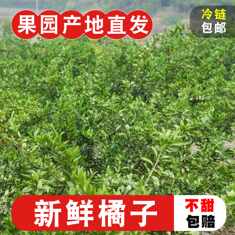 橘子种植基地