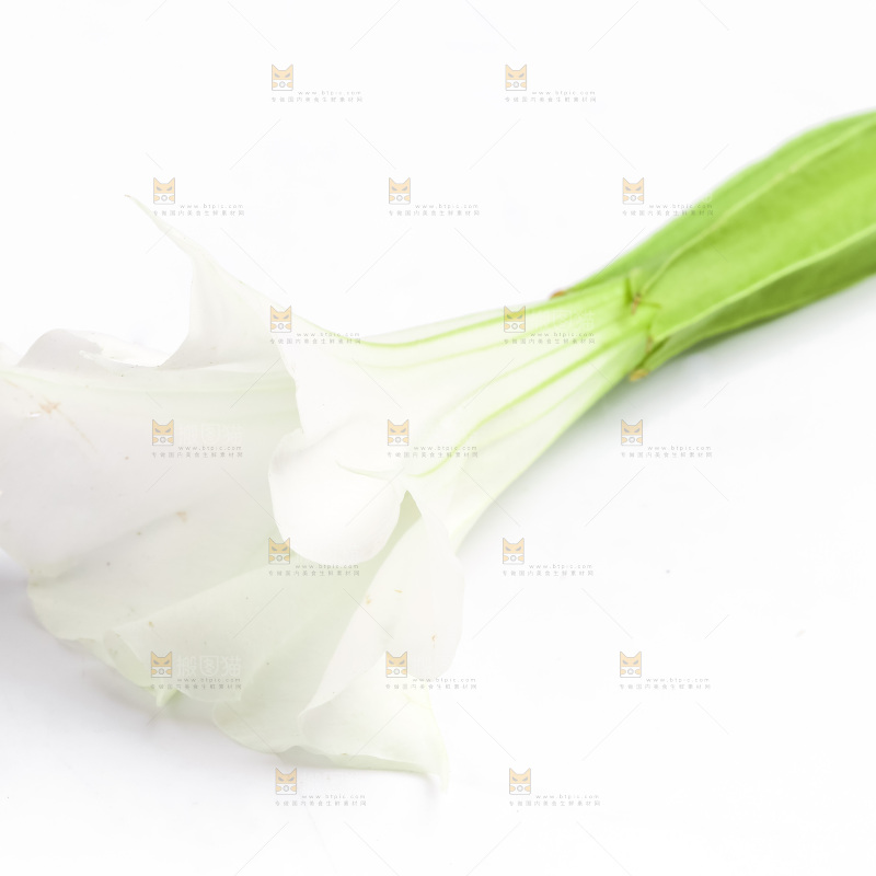 白底上的一朵花
