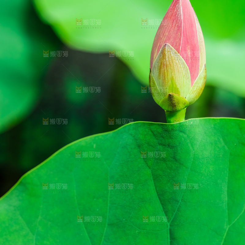池塘里的荷花花苞