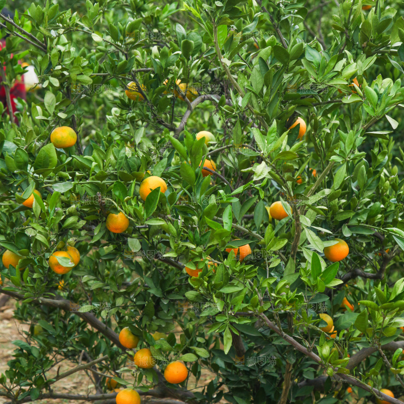 橘子种植基地