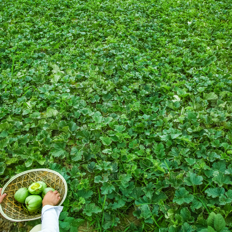 农田里种植的香瓜