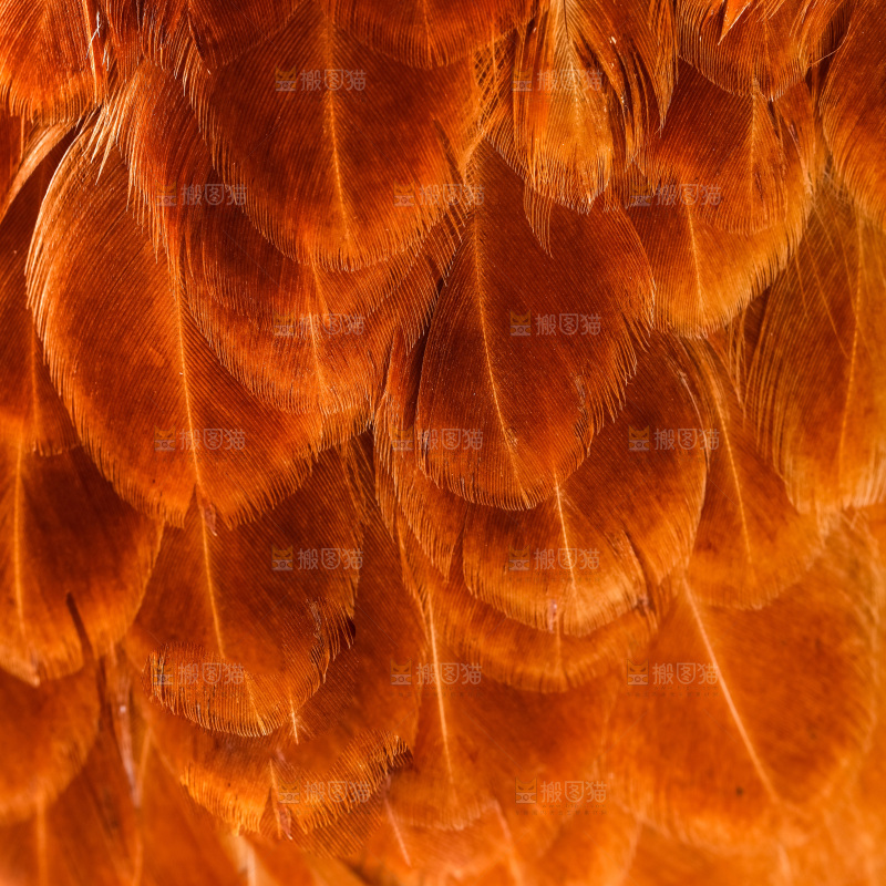 公鸡身上的羽毛