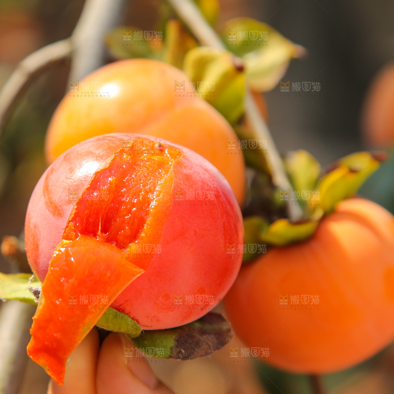 树上的柿子