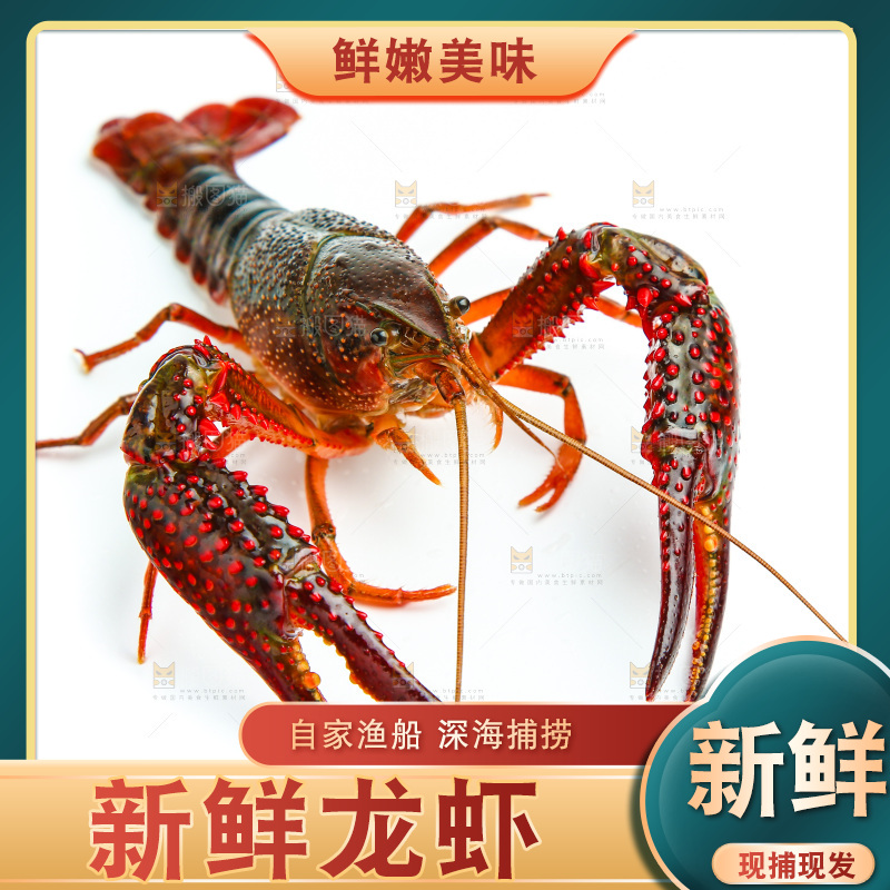 白底上放着一只龙虾