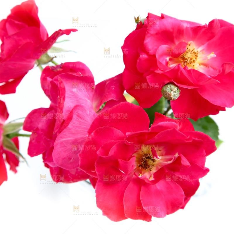 白底上的月季花