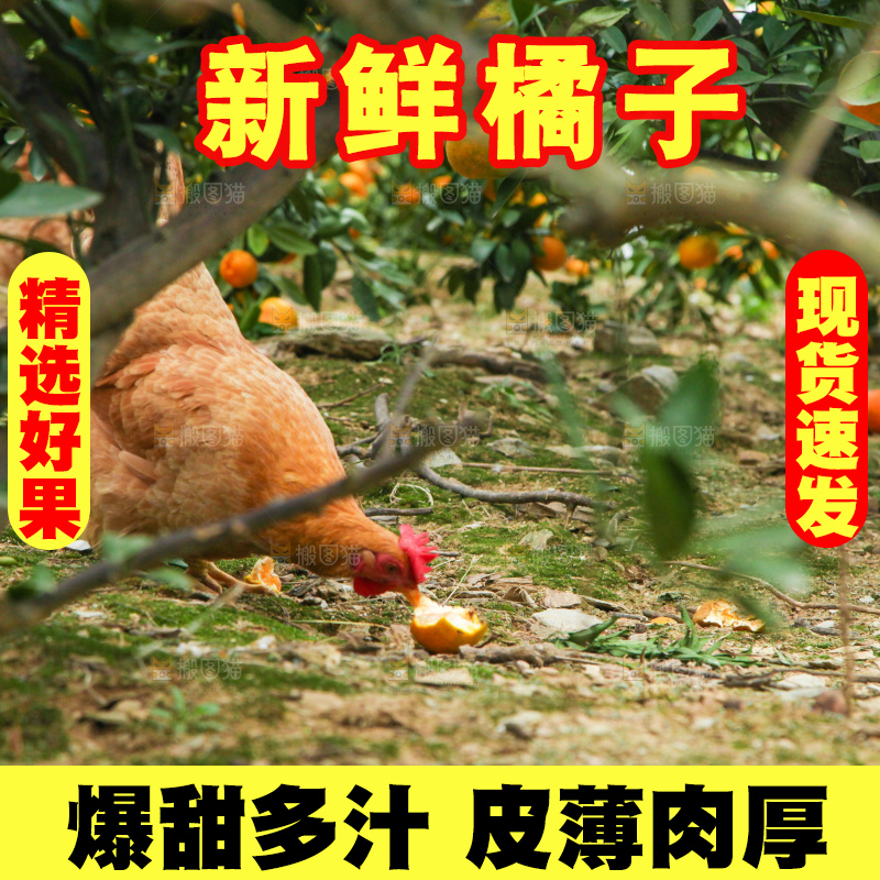 树上长着橘子