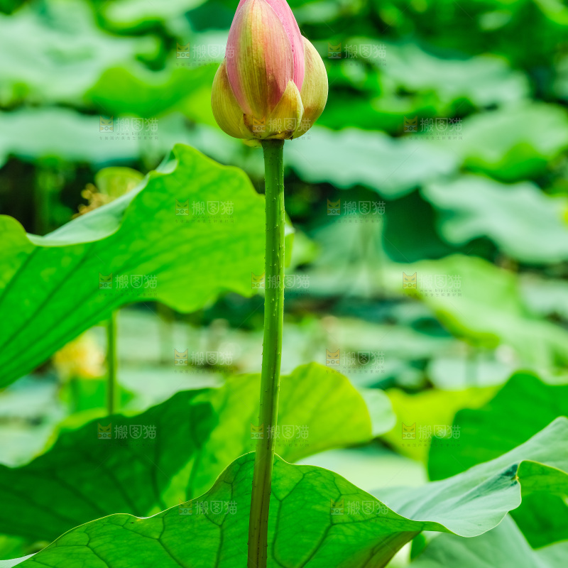 池塘里的荷花花苞