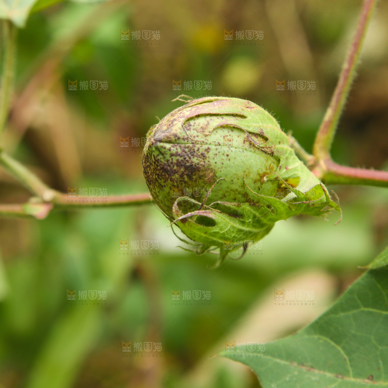 枝头上长着棉花