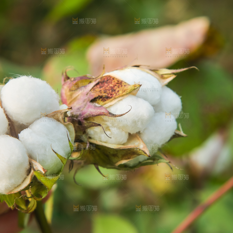 枝头上长着棉花