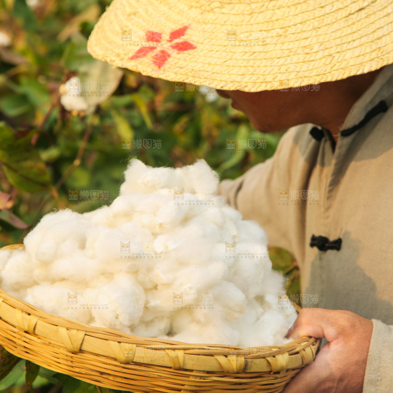 农民手里端着棉花