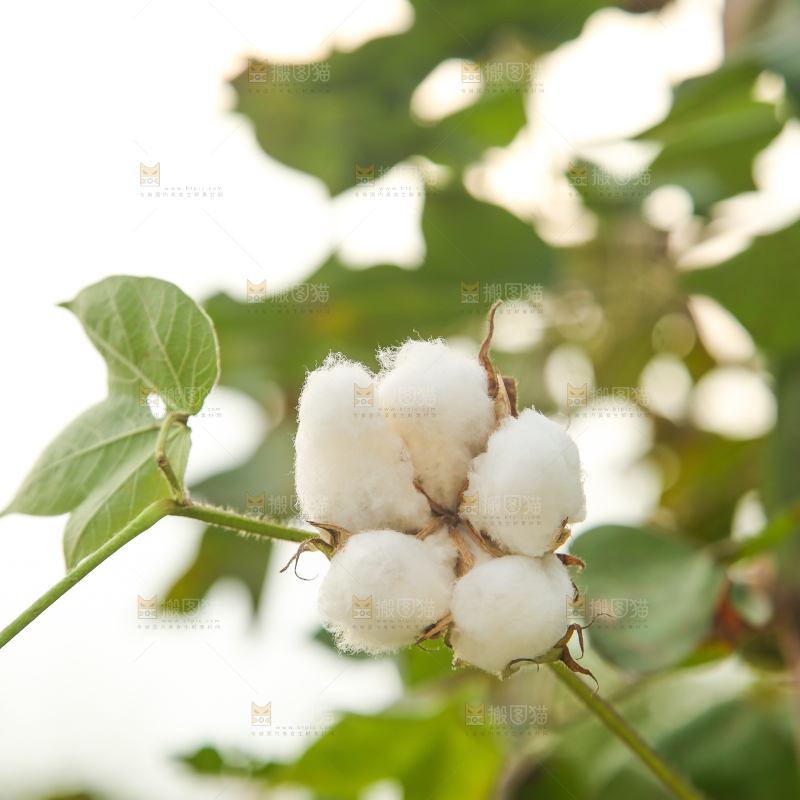 枝头上的棉花
