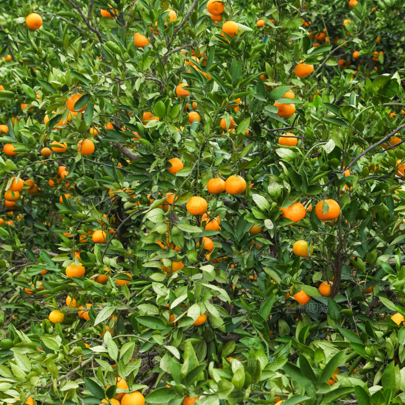 橘子种植基地