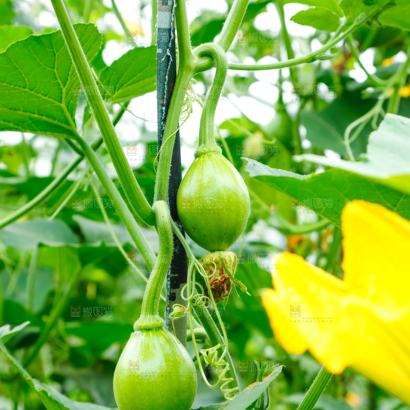 菜园里种着南瓜