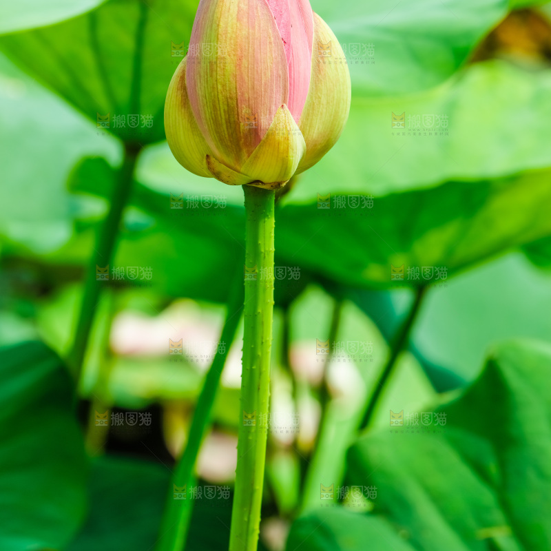 池塘里的荷花花苞