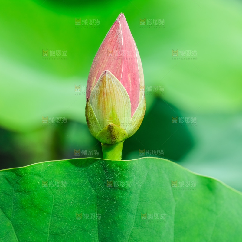 池塘里的荷花花苞