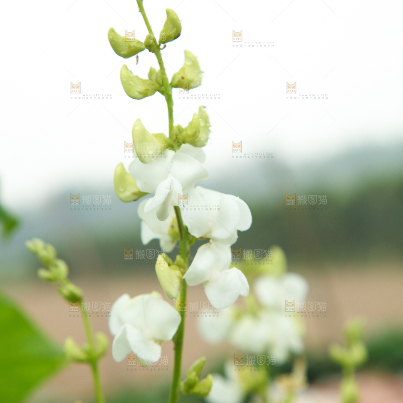 户外的扁豆花