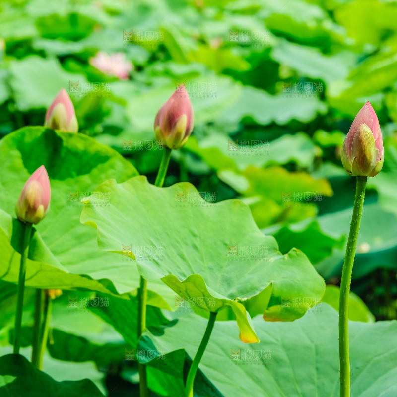 池塘里的荷叶