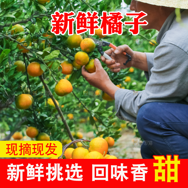 橘子种植基地