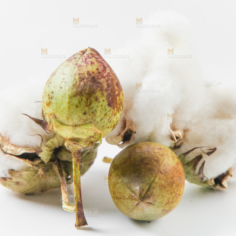 白底上的棉花