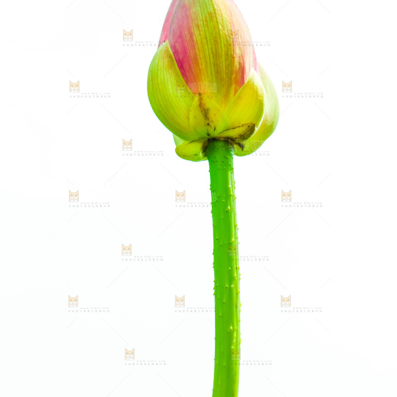 池塘里的荷花花苞
