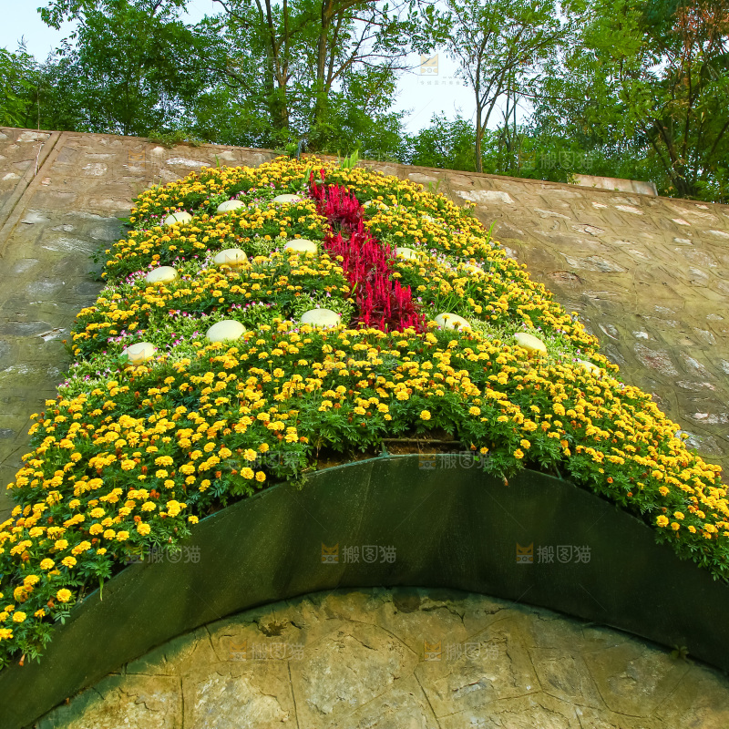 路边的植物观景