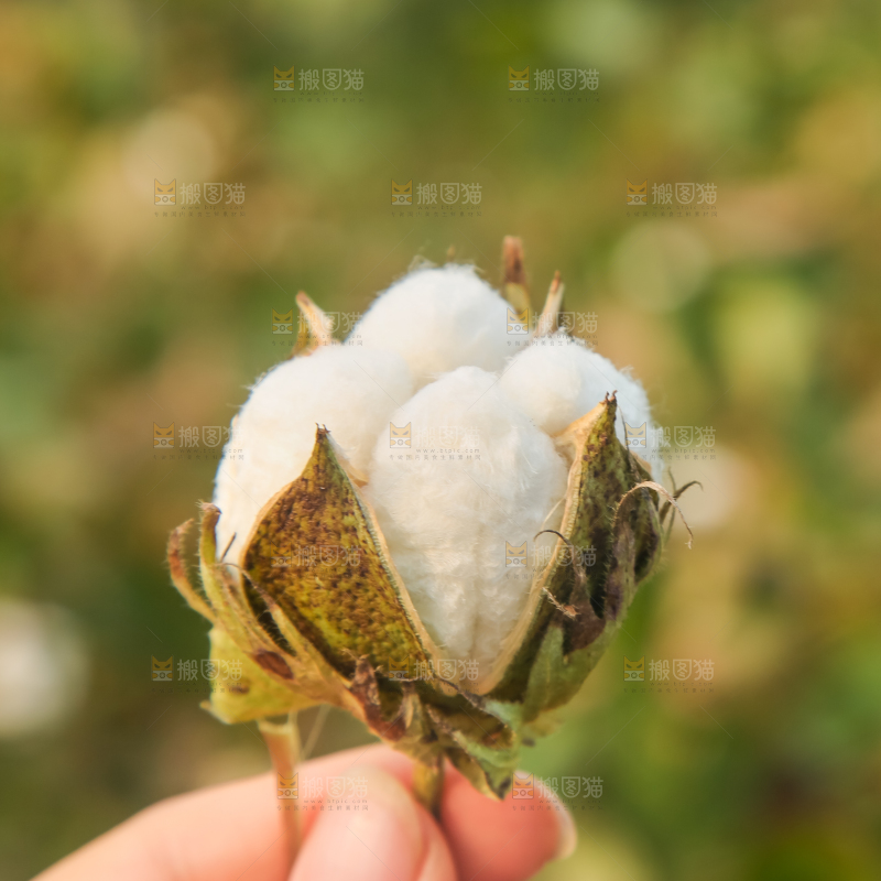 手里拿着棉花