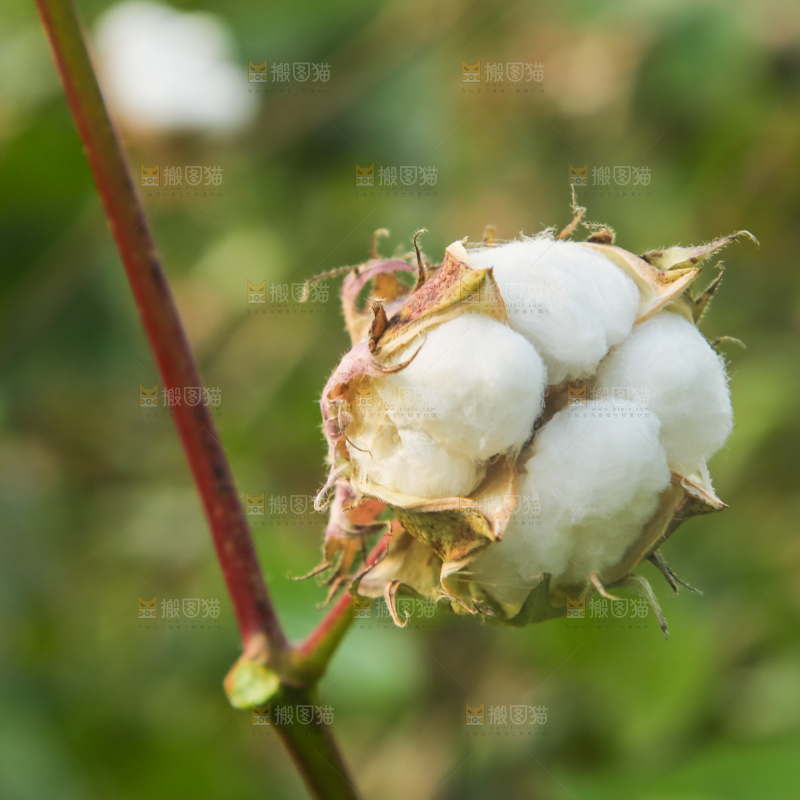 枝头上长着棉花