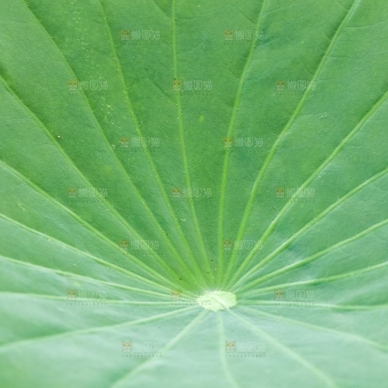 一片荷花叶子