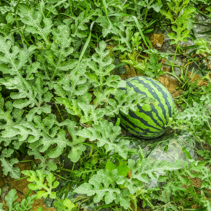 农田里种植的西瓜