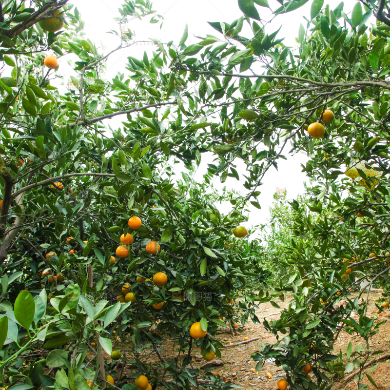 橘子种植基地