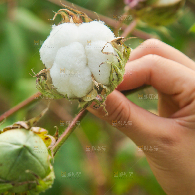 枝头上长着棉花