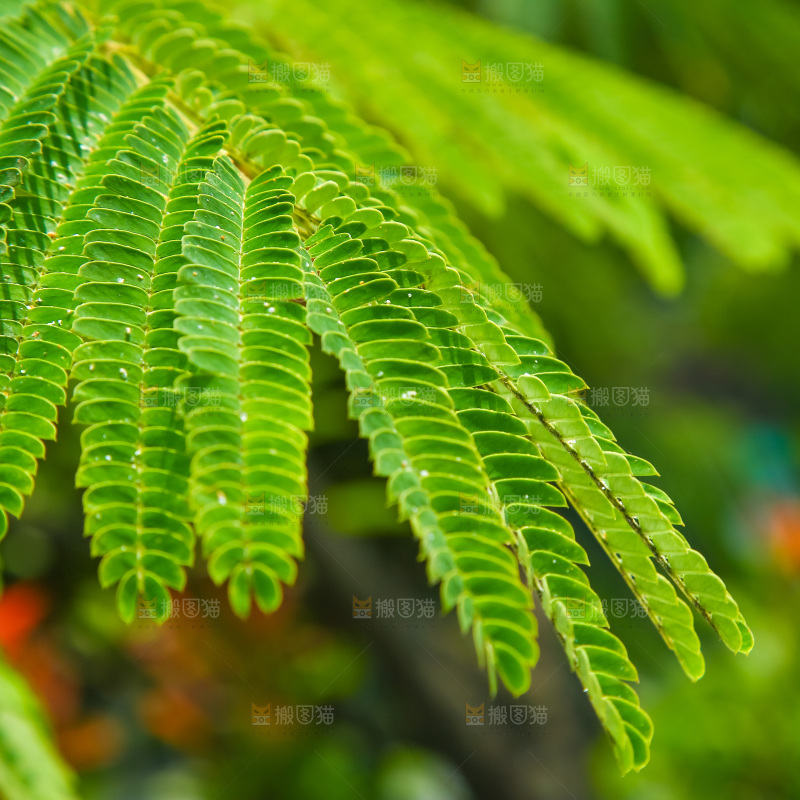 合欢树绿植