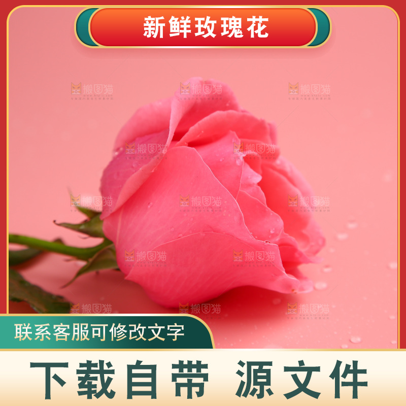 浅底上的玫瑰花